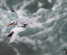 Red-billed Tropicbird