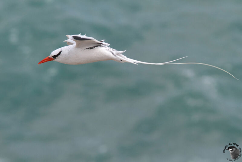 Red-billed Tropicbirdadult breeding, Flight