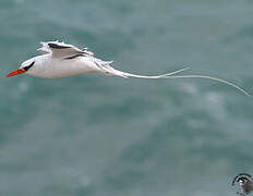 Red-billed Tropicbird