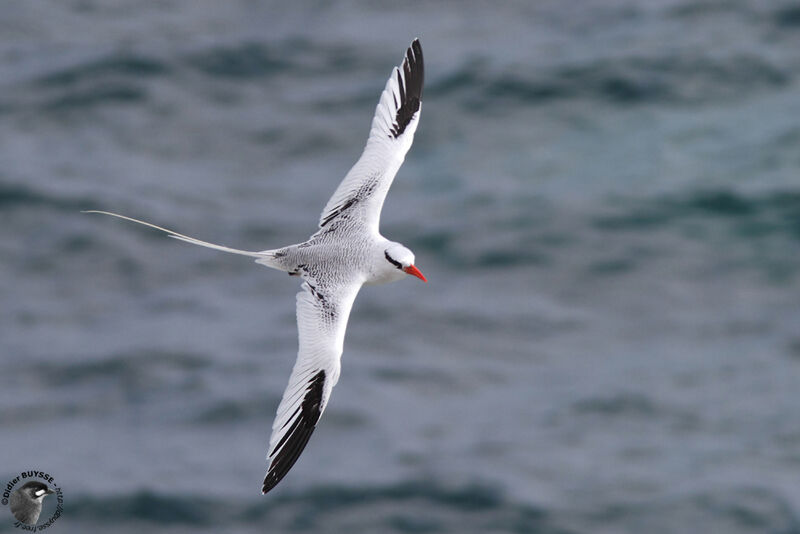 Red-billed Tropicbird female adult, identification