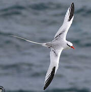 Red-billed Tropicbird