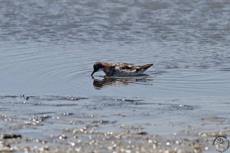 Phalarope à bec étroitadulte internuptial, identification