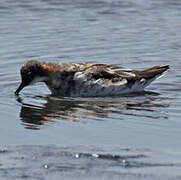 Phalarope à bec étroit