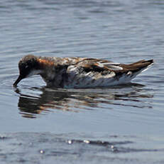 Phalarope à bec étroit