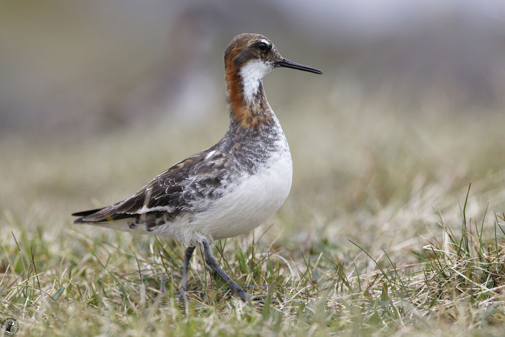 Red-necked Phalarope male adult breeding