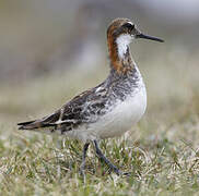 Red-necked Phalarope