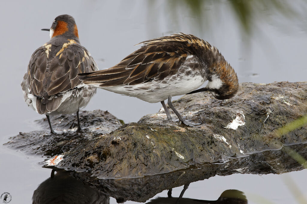 Phalarope à bec étroitadulte nuptial