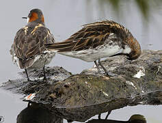 Red-necked Phalarope