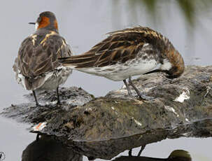 Phalarope à bec étroit