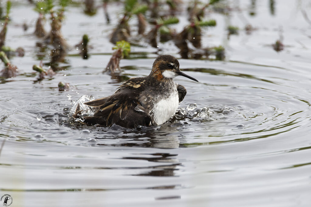 Phalarope à bec étroit mâle adulte, habitat, soins