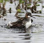 Phalarope à bec étroit