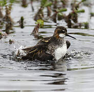 Red-necked Phalarope