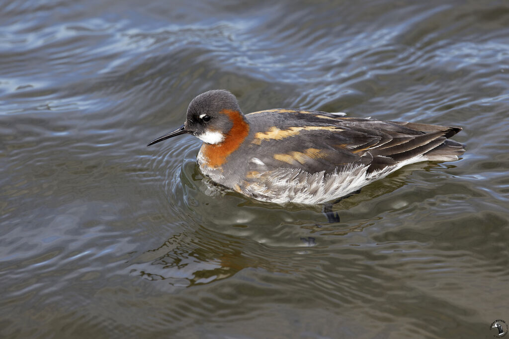 Phalarope à bec étroit femelle adulte nuptial