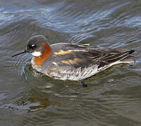 Red-necked Phalarope