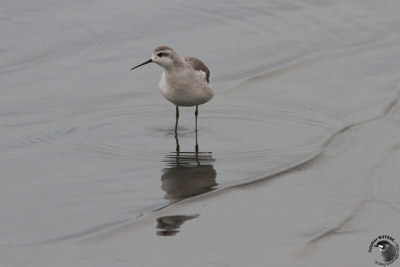 Phalarope de Wilson, identification