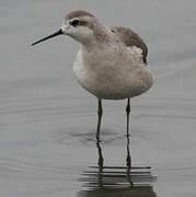 Phalarope de Wilson