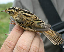 Aquatic Warbler