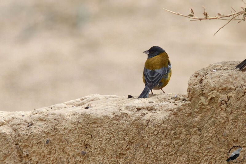 Phrygile du Pérouadulte, identification