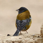 Peruvian Sierra Finch