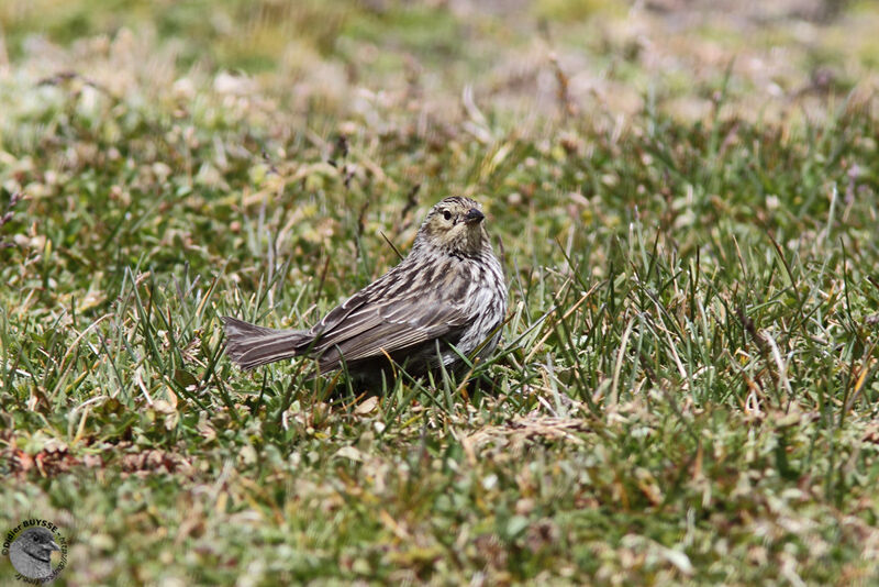 Phrygile gris-de-plomb femelle adulte, identification