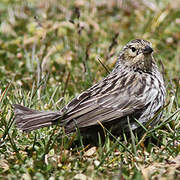 Plumbeous Sierra Finch