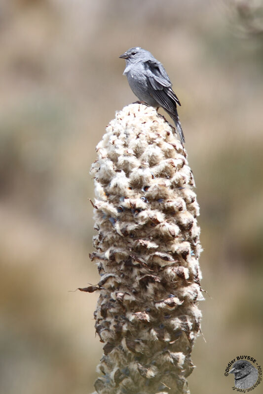 Phrygile gris-de-plomb mâle adulte, identification