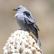 Plumbeous Sierra Finch