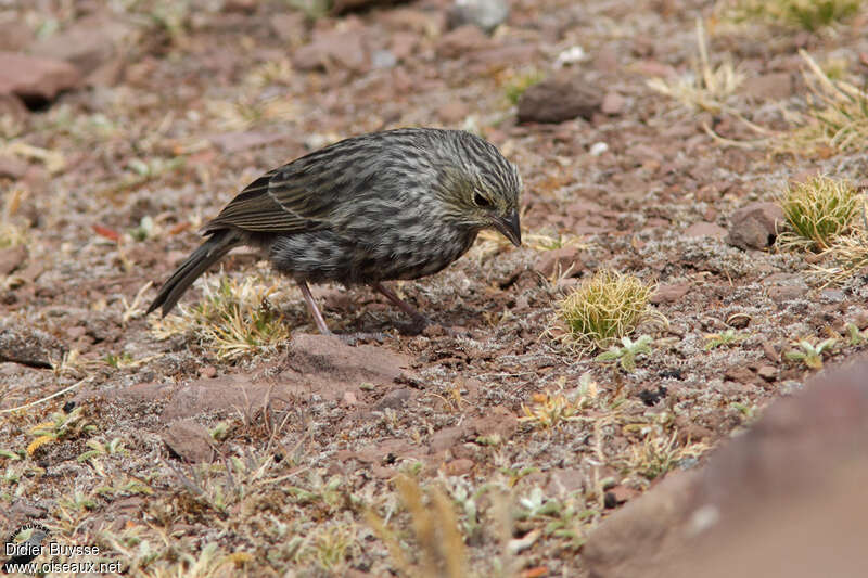 Phrygile gris-de-plomb femelle adulte, identification