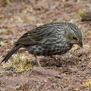 Plumbeous Sierra Finch