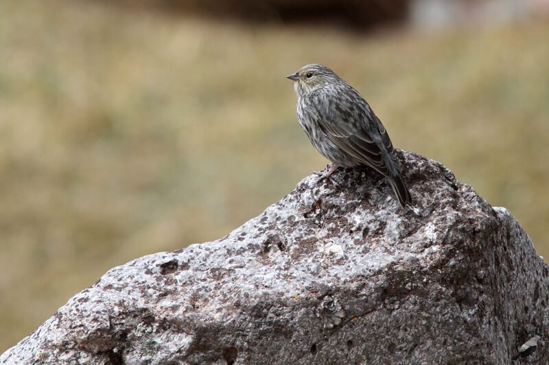 Phrygile gris-de-plomb femelle adulte, identification