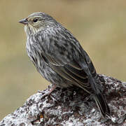 Plumbeous Sierra Finch