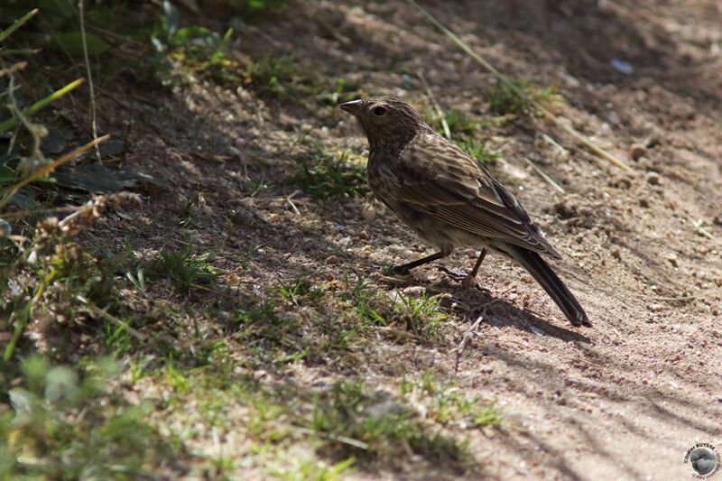 Phrygile gris-de-plomb femelle adulte, identification