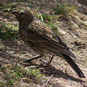 Plumbeous Sierra Finch