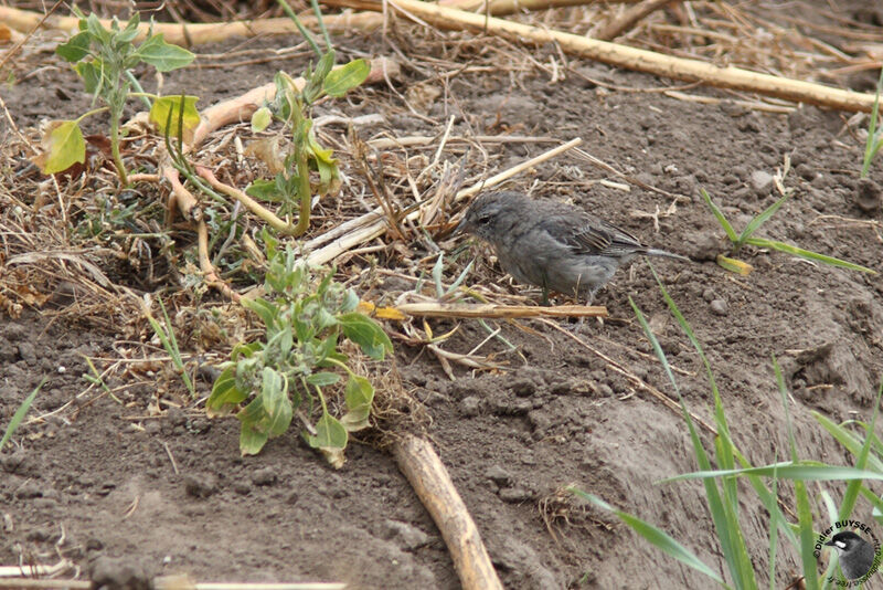 Ash-breasted Sierra Finch