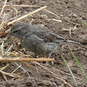 Ash-breasted Sierra Finch