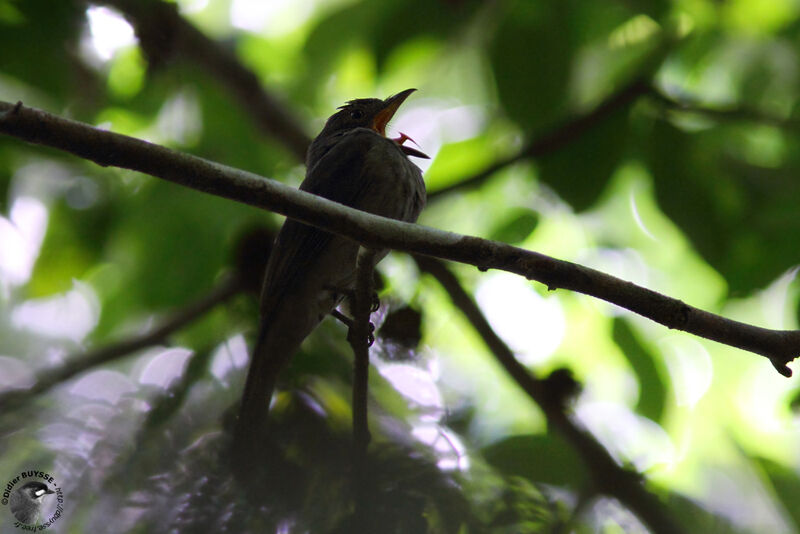 Piauhau hurleuradulte, identification