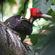 Pale-billed Woodpecker