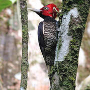 Pale-billed Woodpecker