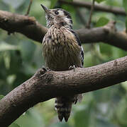 Grey-capped Pygmy Woodpecker