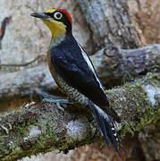 Yellow-fronted Woodpecker