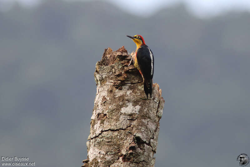 Yellow-fronted Woodpecker male adult, identification
