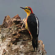 Yellow-fronted Woodpecker