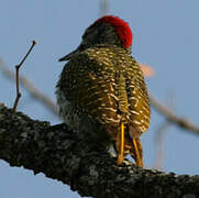 Golden-tailed Woodpecker