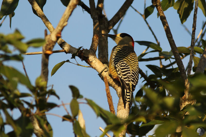 Pic à sourcils noirs femelle adulte, identification