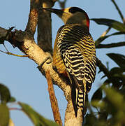 West Indian Woodpecker