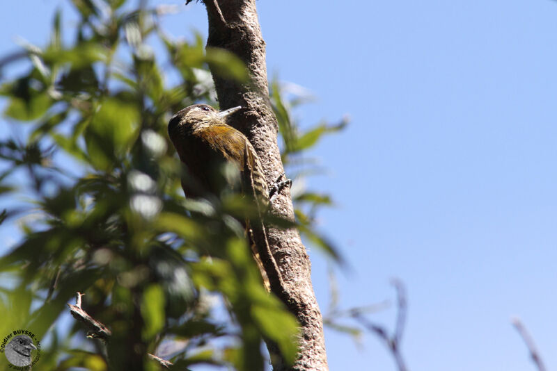 Bar-bellied Woodpecker female adult, identification