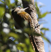 Bar-bellied Woodpecker