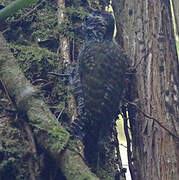 White-spotted Woodpecker