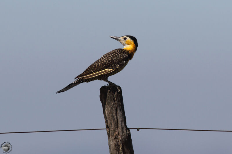 Campo Flickeradult, identification