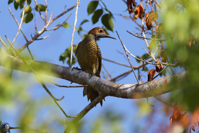 Pic de Fernandina femelle adulte, identification